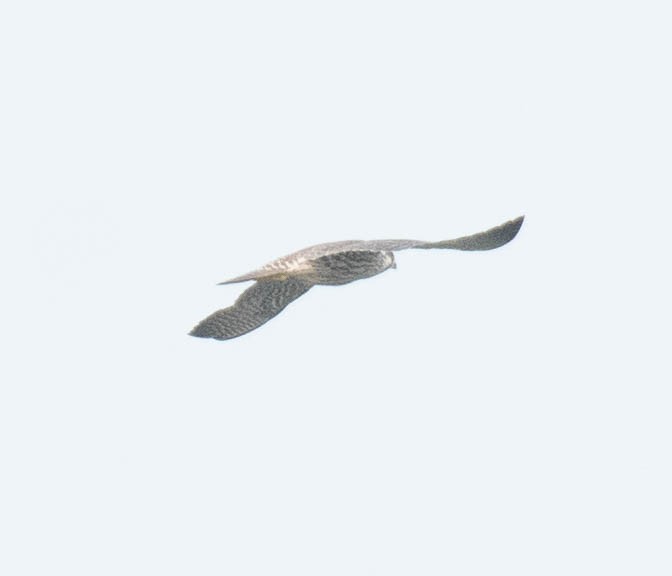 Peregrine Falcon - ML610360043