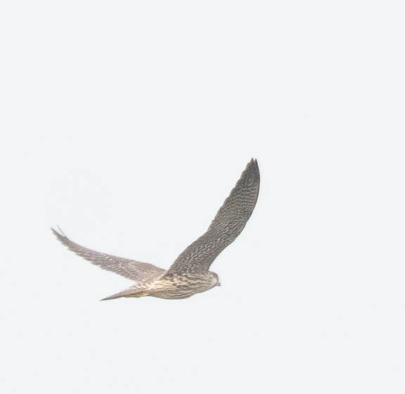 Peregrine Falcon - ML610360044