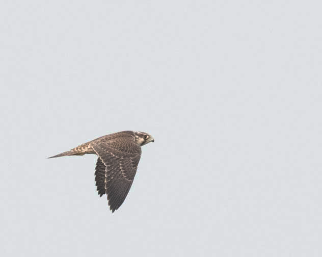 Peregrine Falcon - Mohammed Hirash