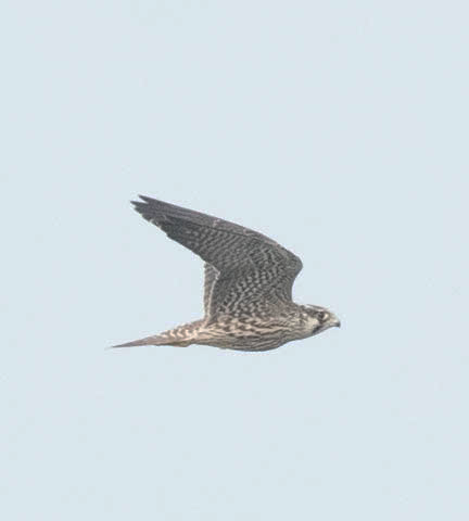 Peregrine Falcon - ML610360046