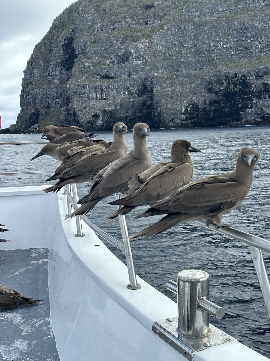 Red-footed Booby - ML610360086