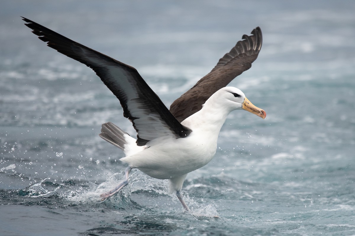 Albatros à sourcils noirs - ML610360118