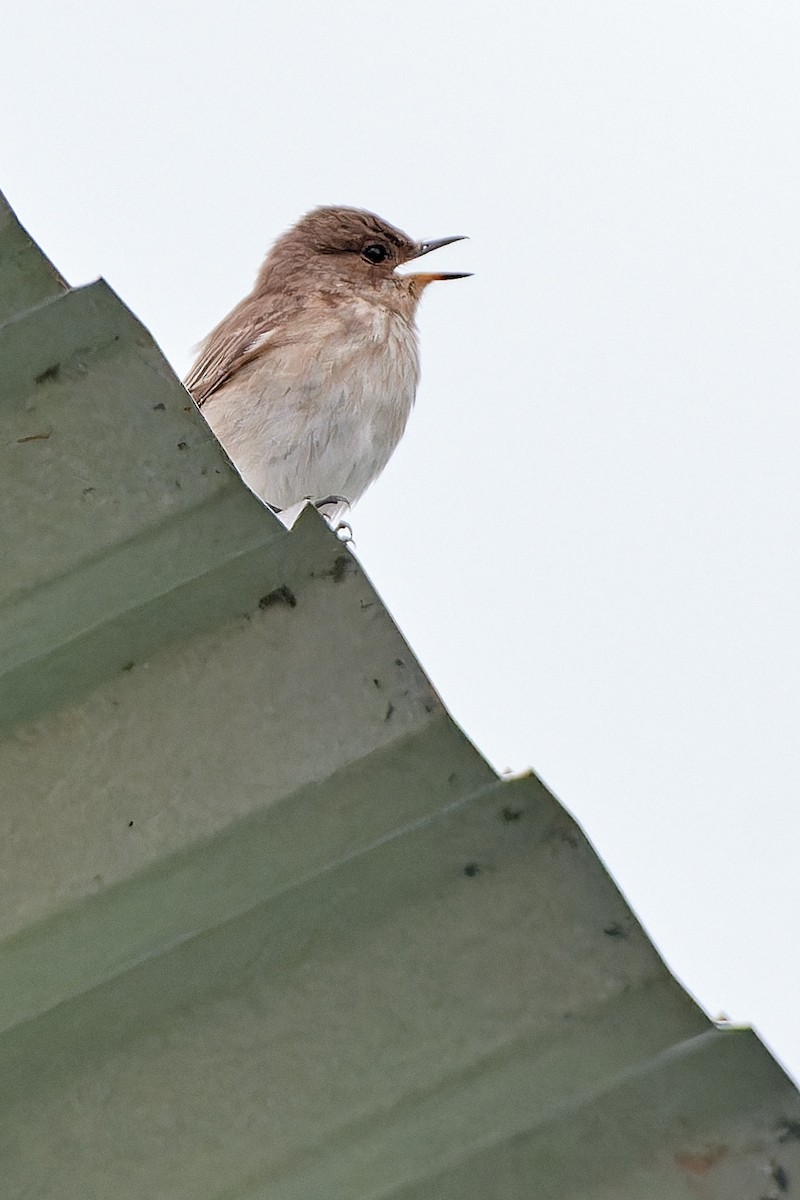 Spotted Flycatcher (Mediterranean) - ML610360138