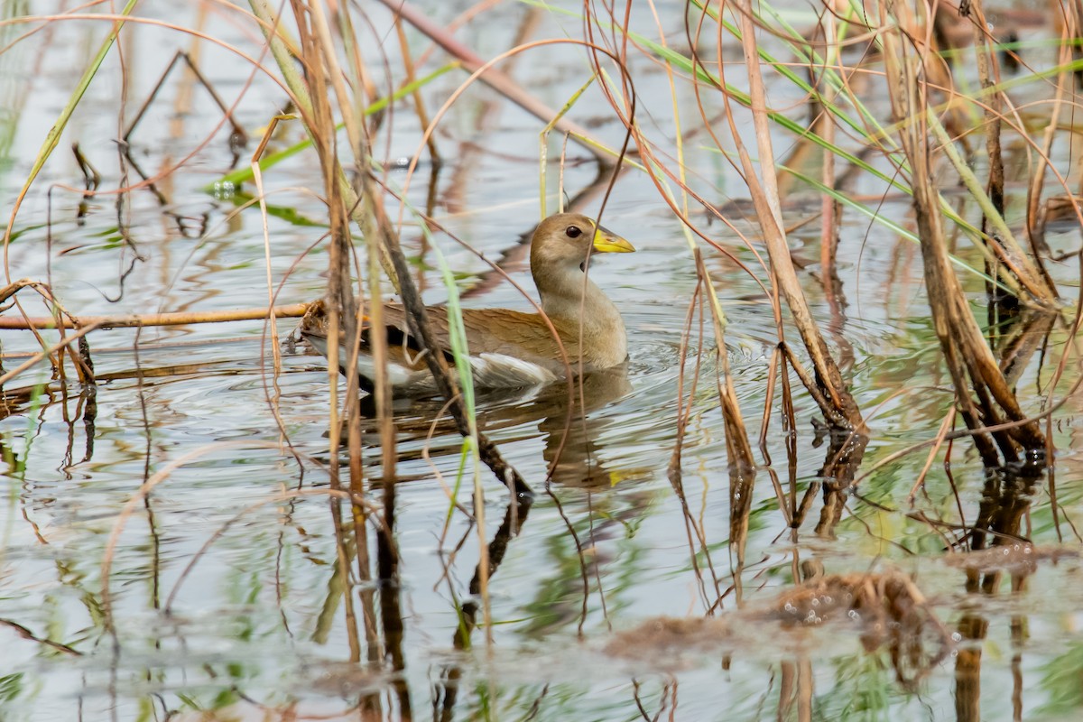 Lesser Moorhen - ML610360143