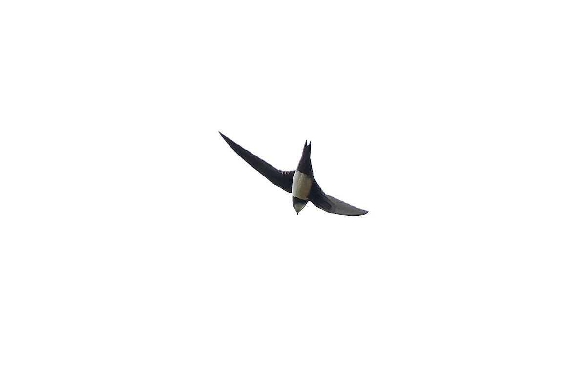 Alpine Swift - ML610360145