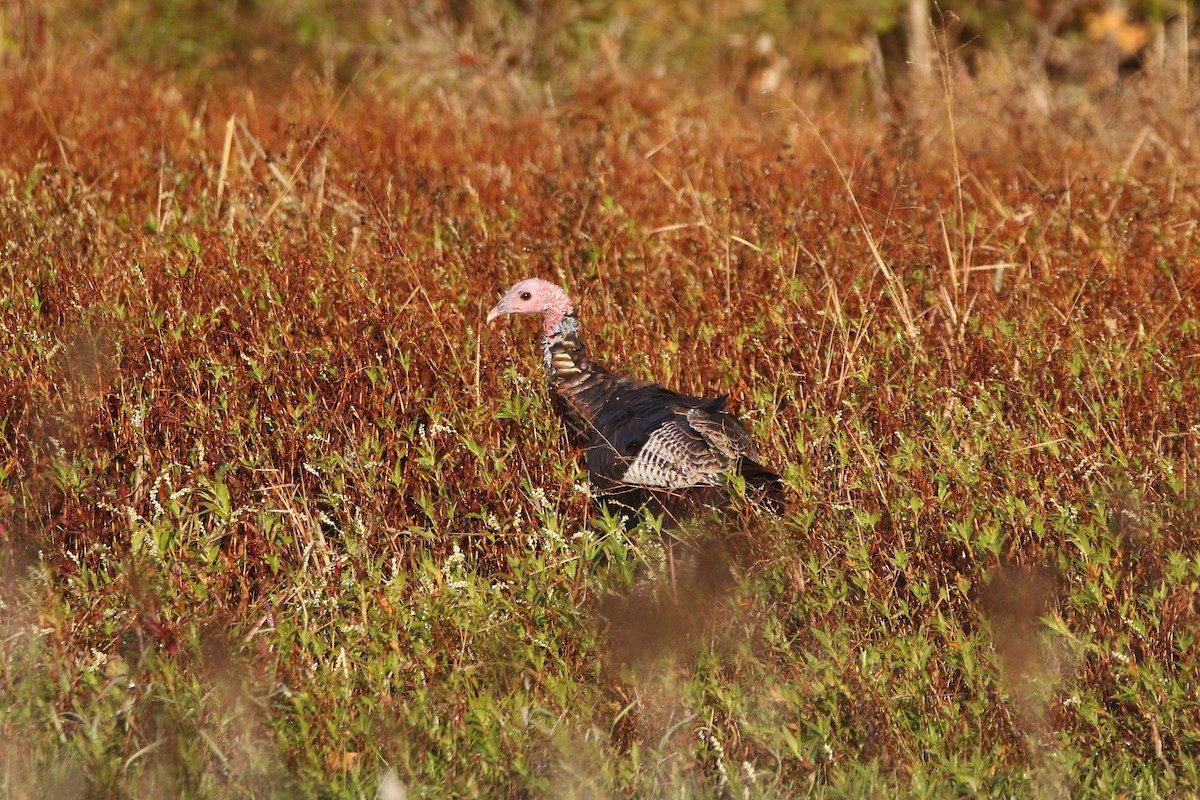 Guajolote Gallipavo - ML610360163