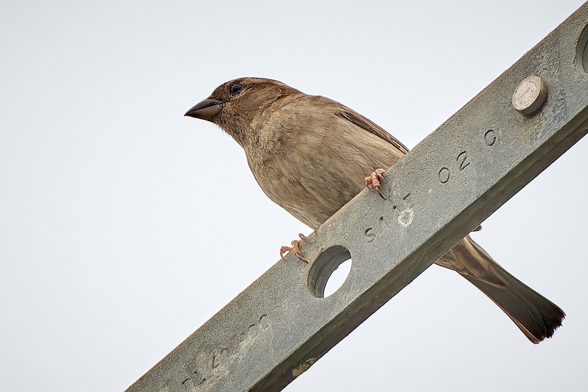 Moineau cisalpin - ML610360164