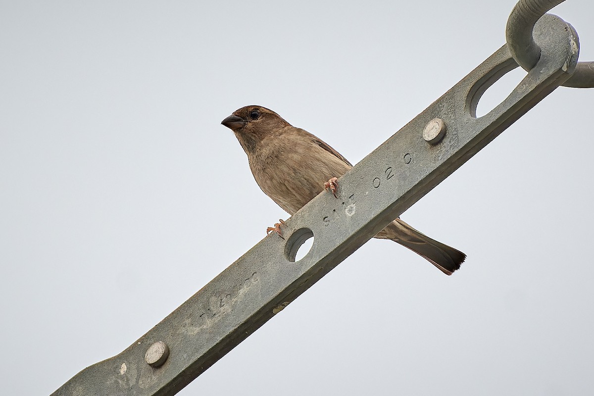 Italian Sparrow - Tomáš Grim