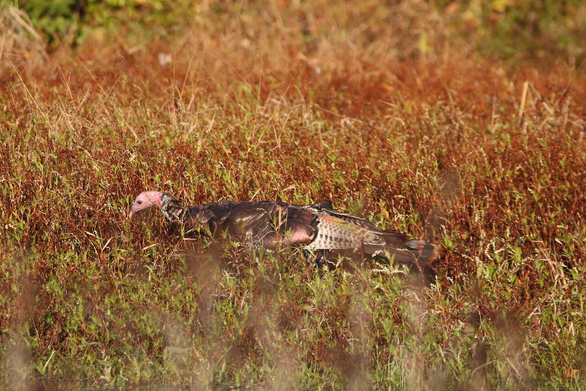 Guajolote Gallipavo - ML610360171