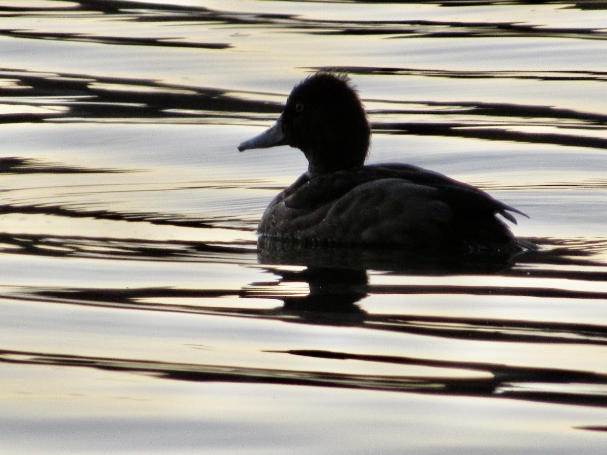 Ring-necked Duck - ML610360175