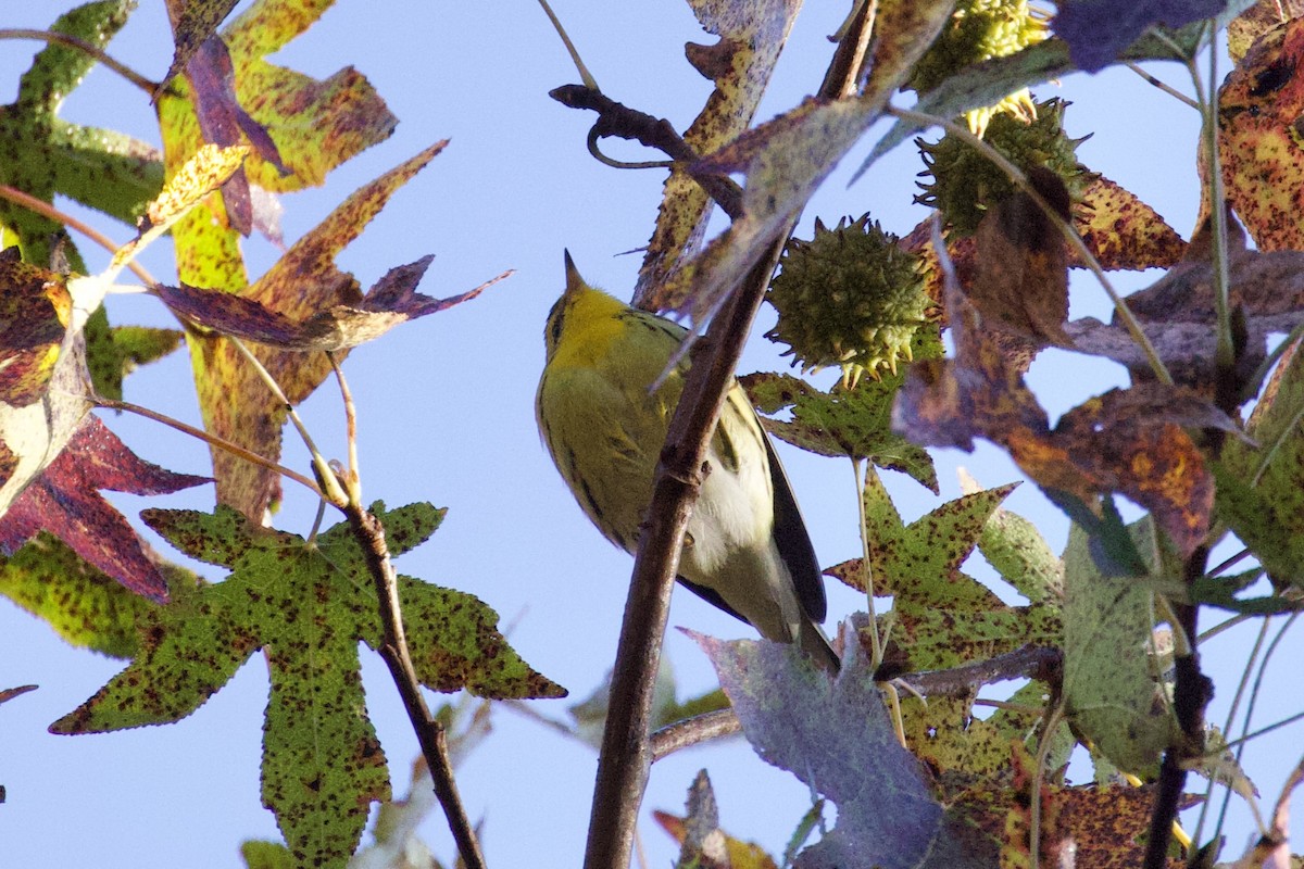 Blackburnian Warbler - ML610360183