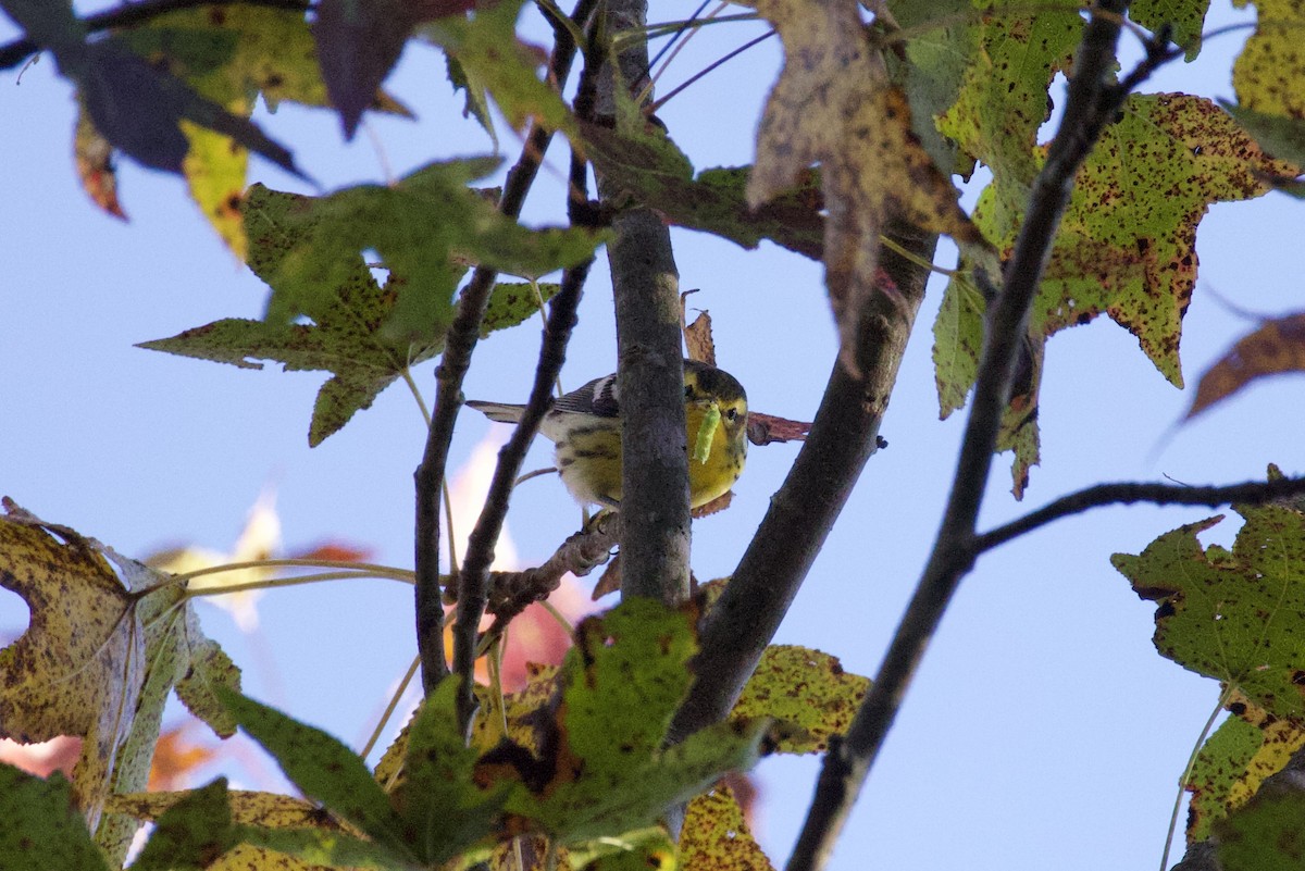 Blackburnian Warbler - ML610360185