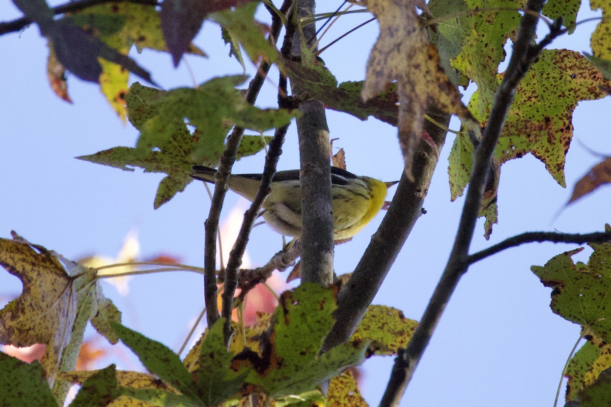 Blackburnian Warbler - ML610360186