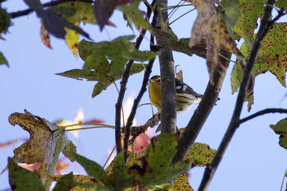 Blackburnian Warbler - ML610360187