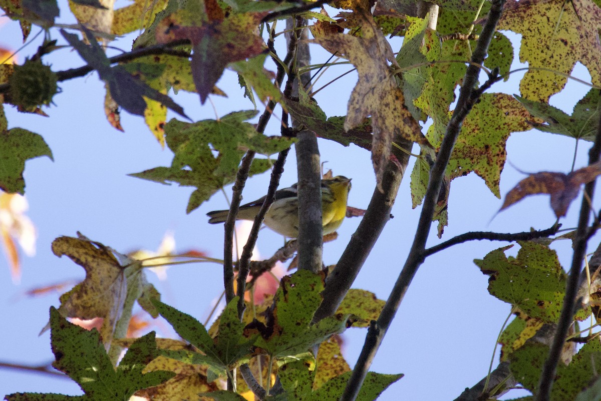 Blackburnian Warbler - ML610360188