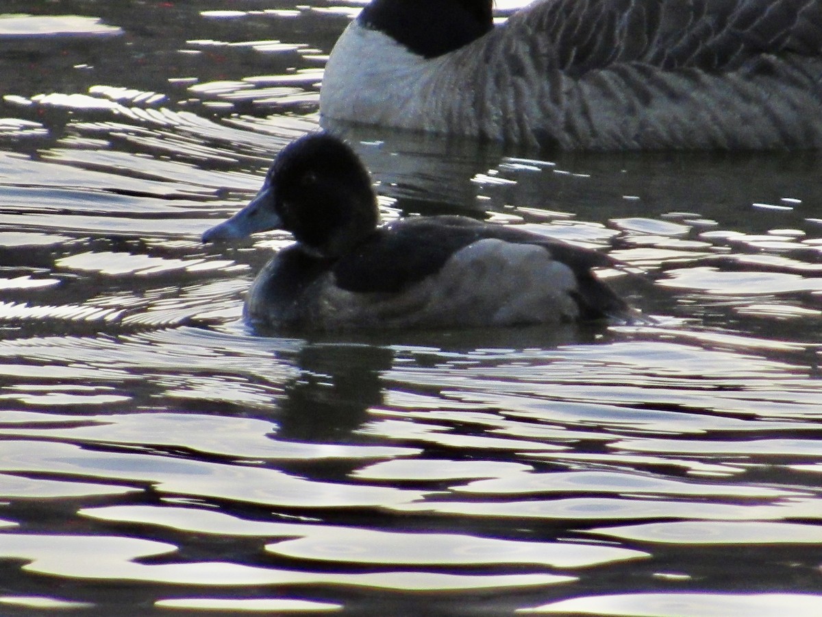 Ring-necked Duck - ML610360190