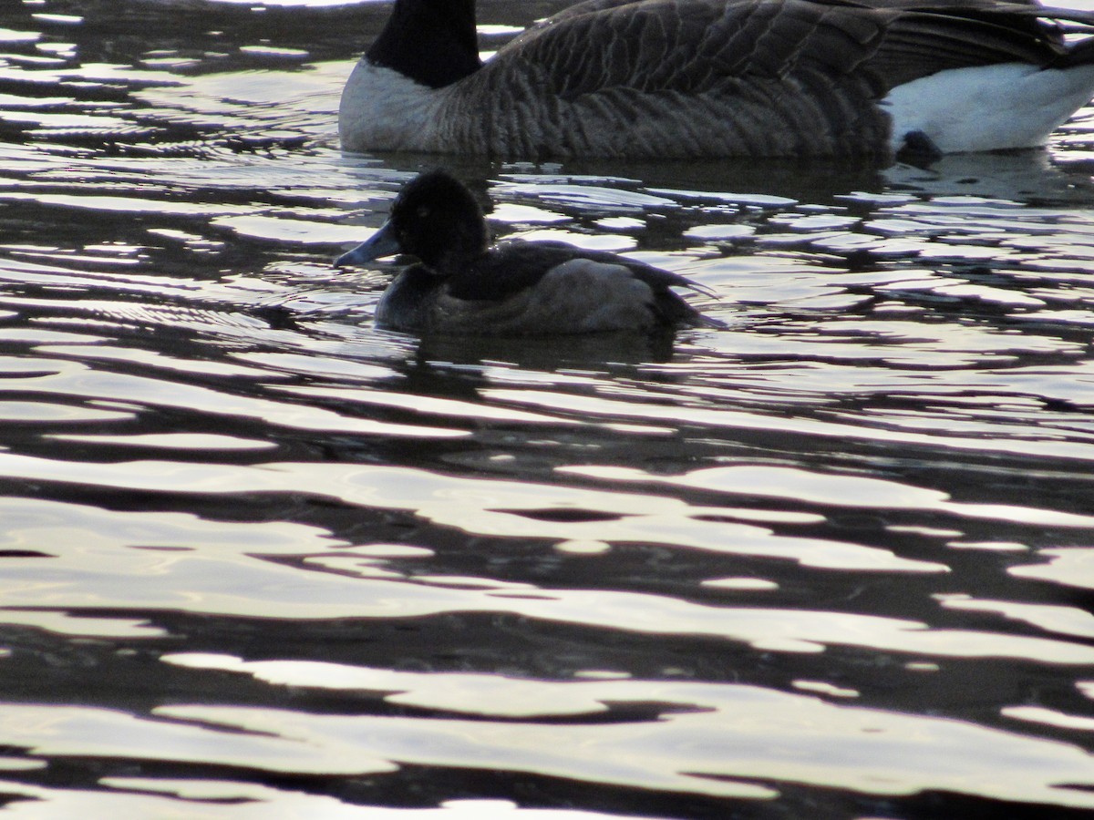 Ring-necked Duck - ML610360192