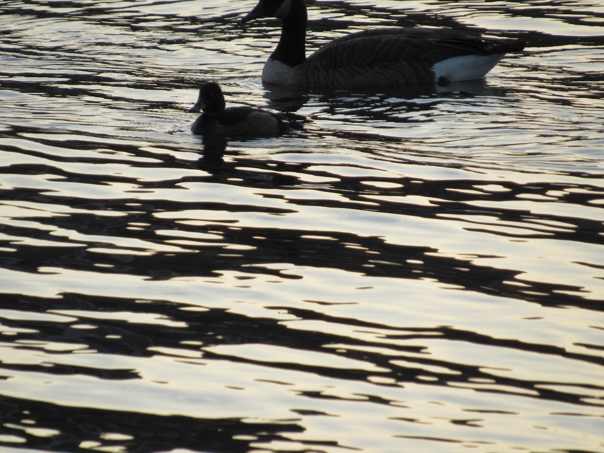 Ring-necked Duck - ML610360194