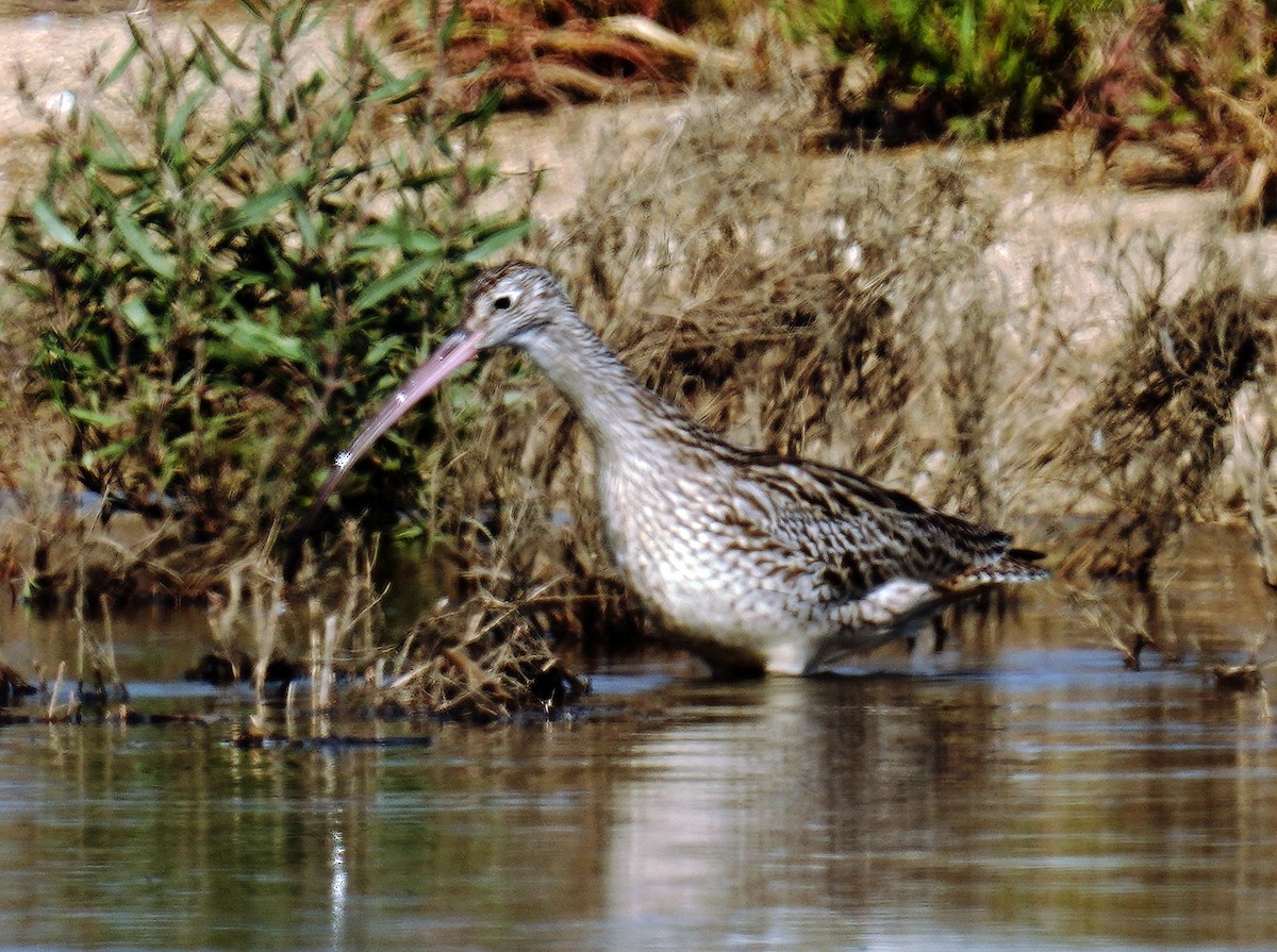 koliha východní - ML610360207