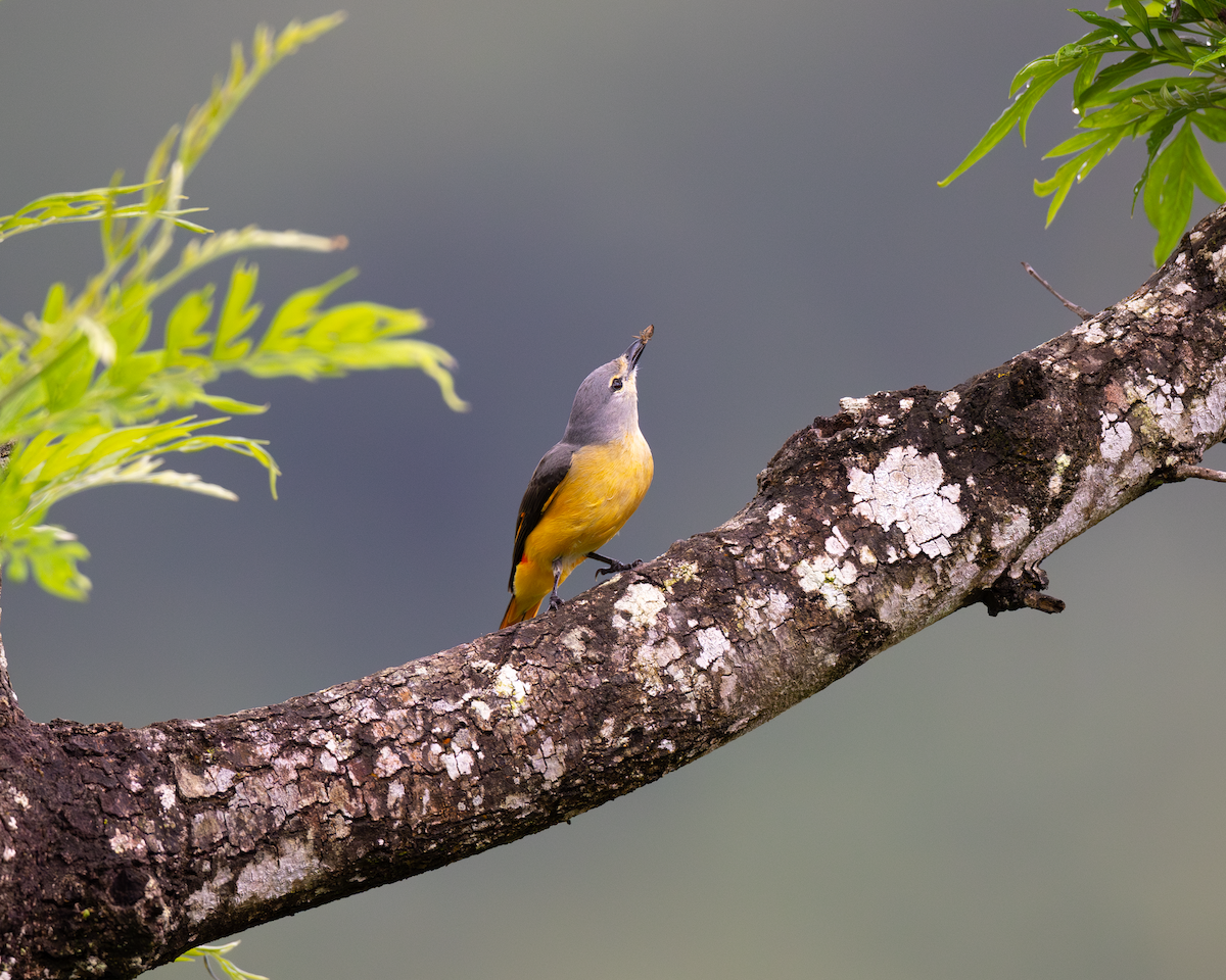 Small Minivet - ML610360240