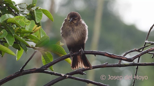 Shiny Cowbird - ML610360322