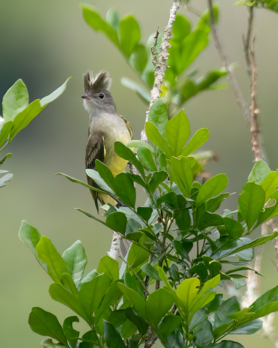 Yellow-bellied Elaenia - ML610360335