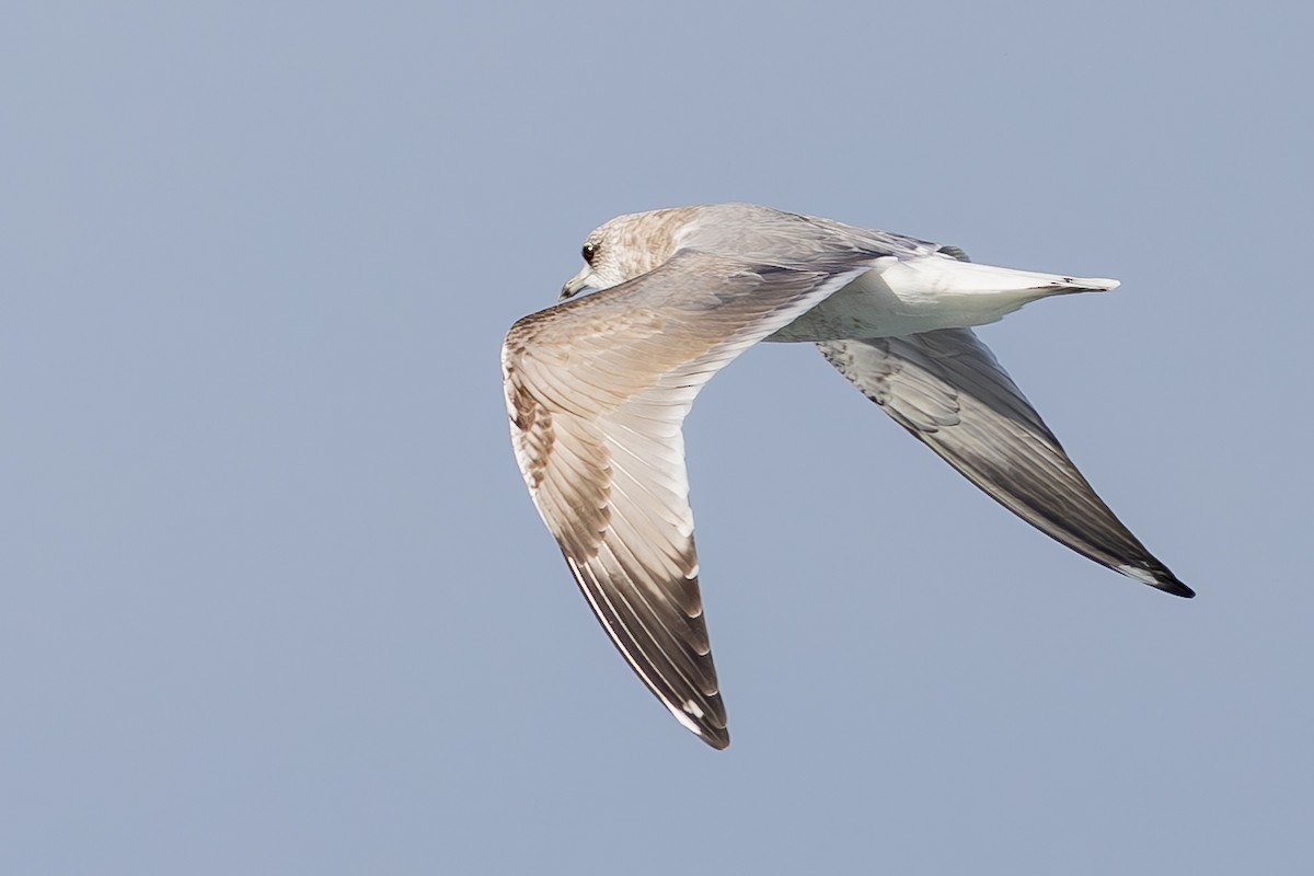 Short-billed Gull - ML610360380