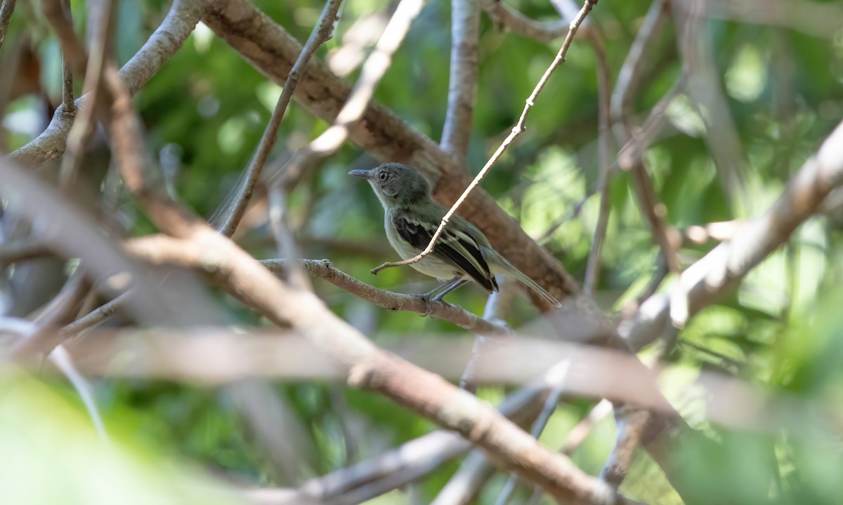 Snethlage's Tody-Tyrant (Igapo) - Paul Fenwick