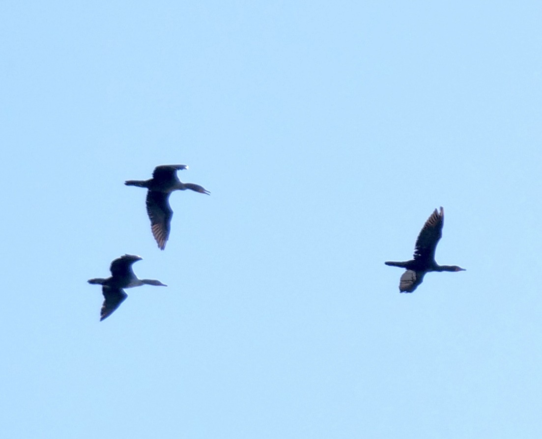 Double-crested Cormorant - ML610360482
