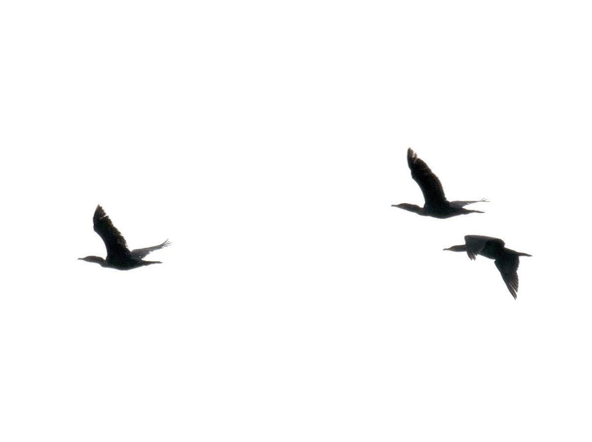 Double-crested Cormorant - ML610360483