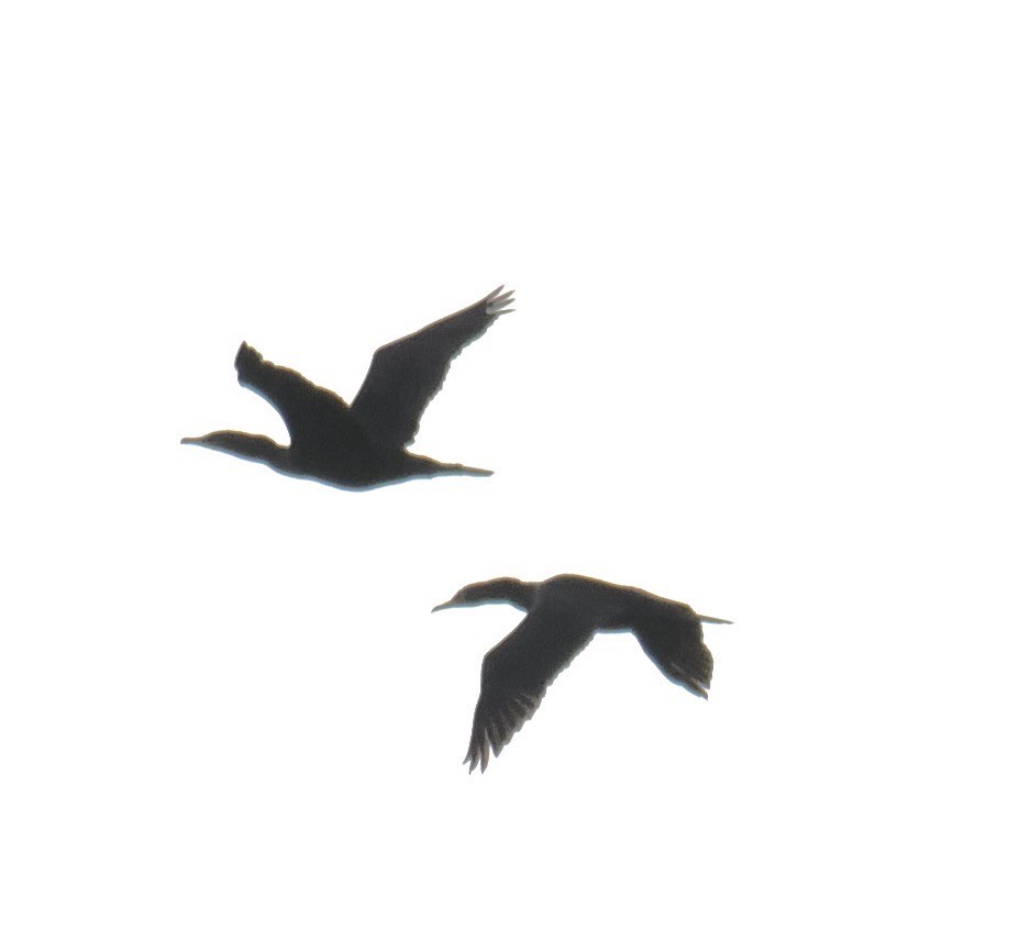 Double-crested Cormorant - ML610360484