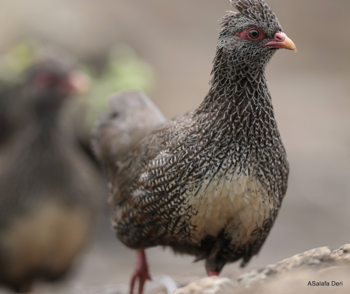 Gallinita Roquera (petrosus) - ML610360566