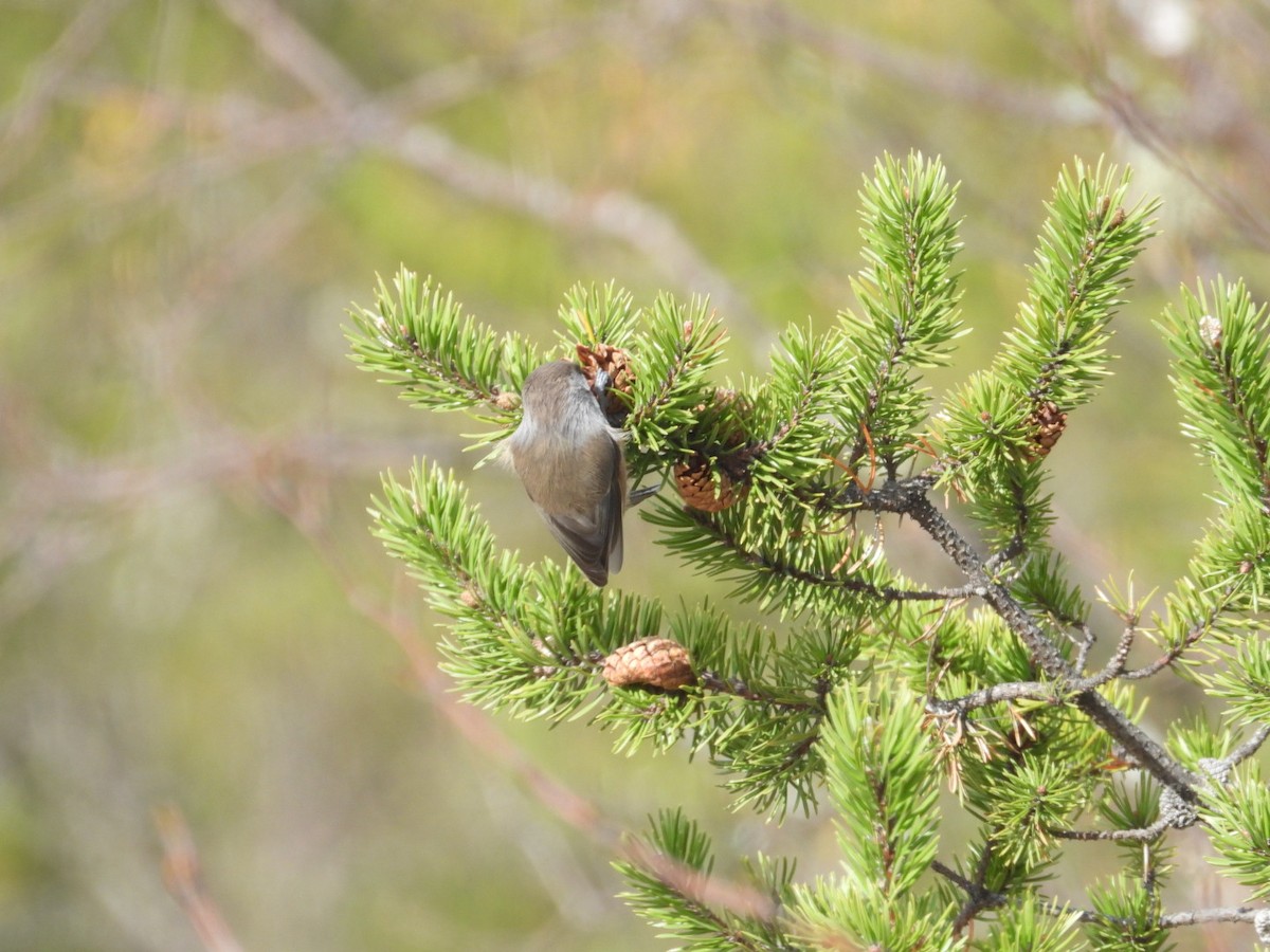 Boreal Chickadee - ML610360586