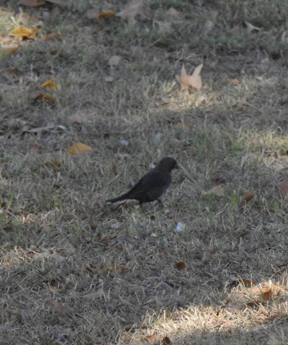 Brown-headed Cowbird - ML610360625