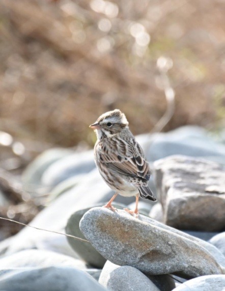 Savannah Sparrow (Ipswich) - ML610360667