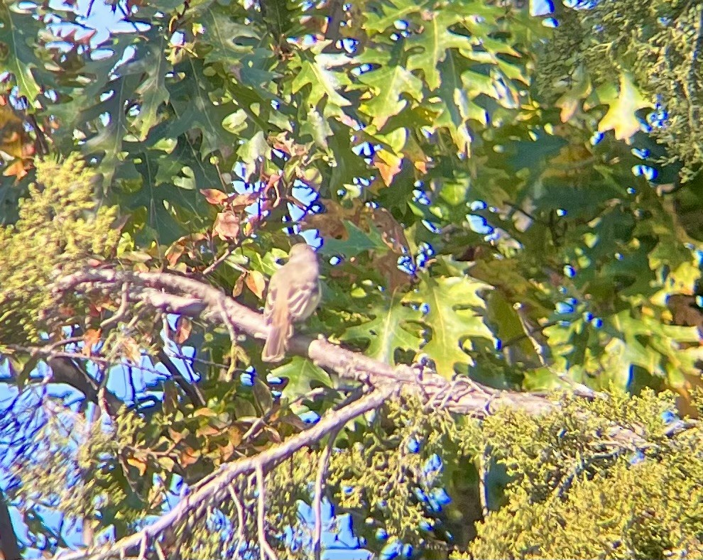 Ash-throated Flycatcher - ML610360729