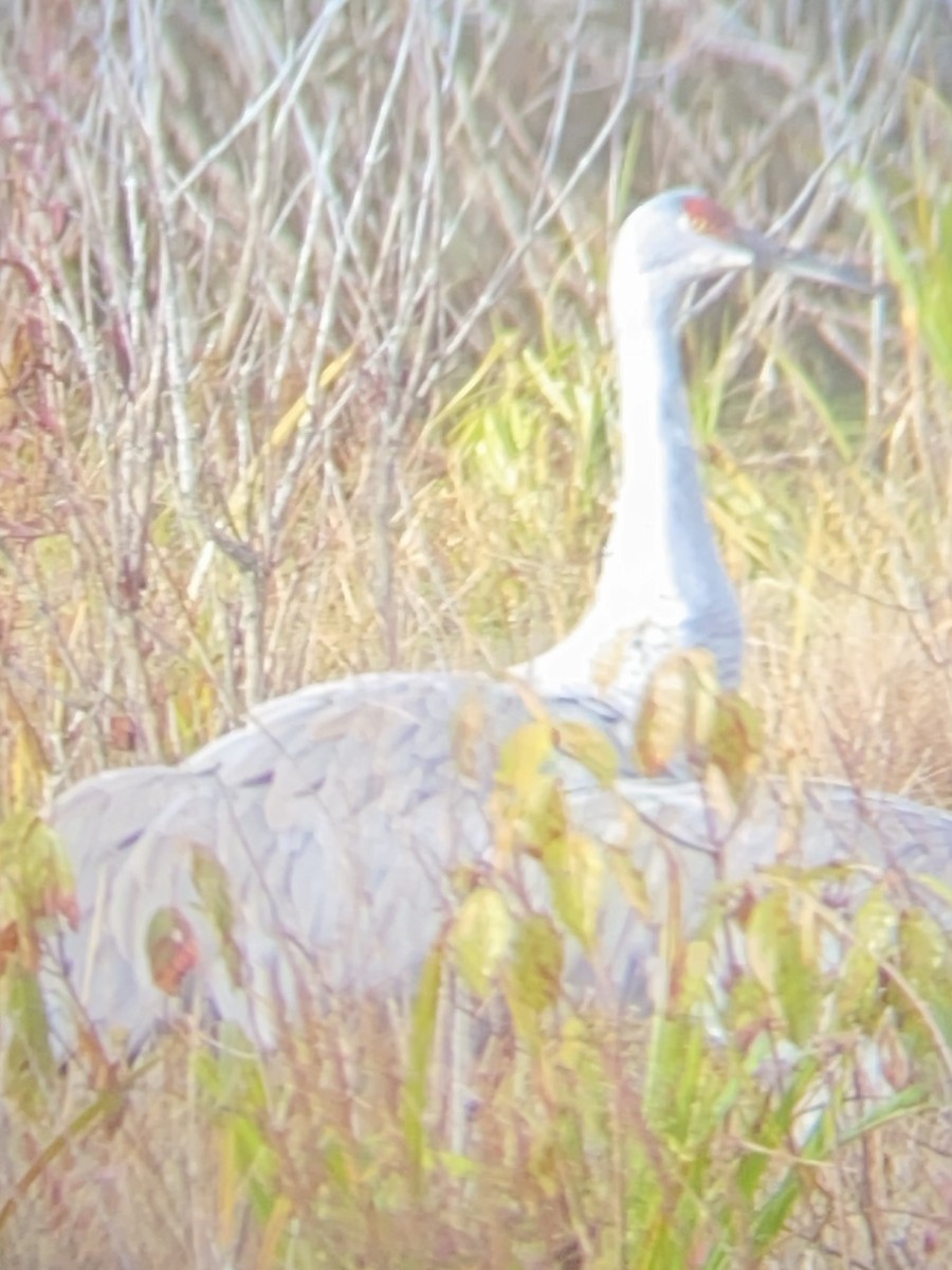 Sandhill Crane - Karl Brenner