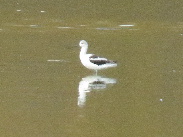 Avocette d'Amérique - ML610360781