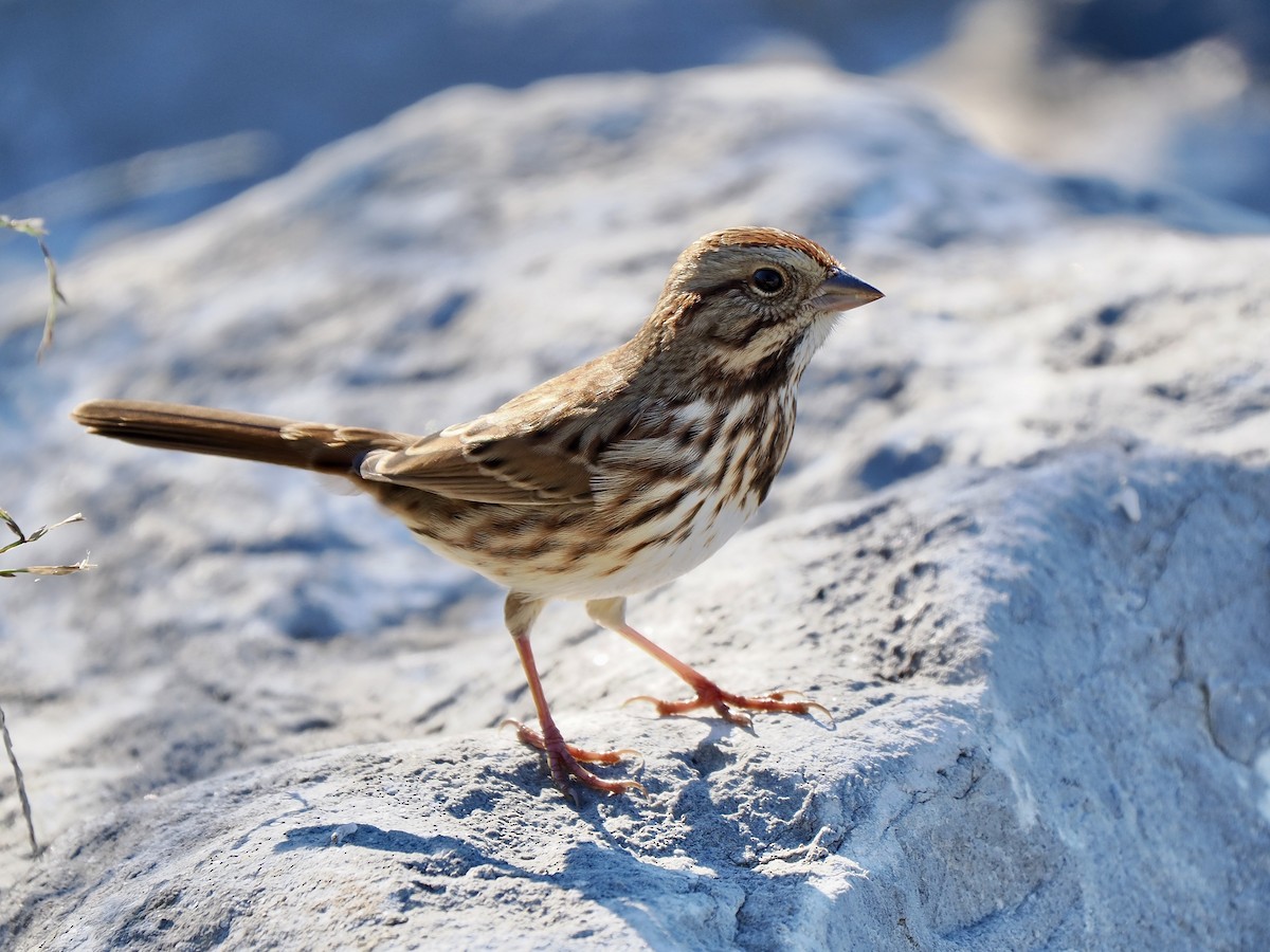 Song Sparrow - Gabriel Willow