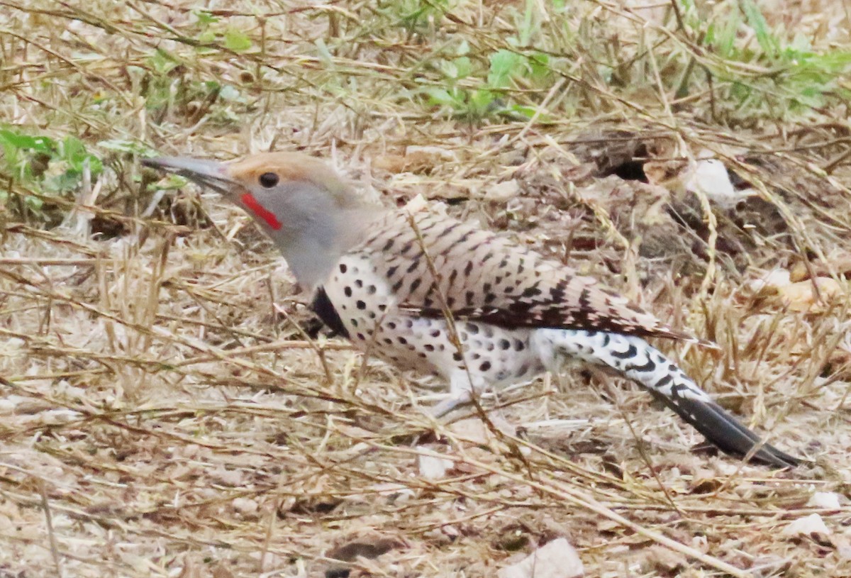 Northern Flicker - ML610360995