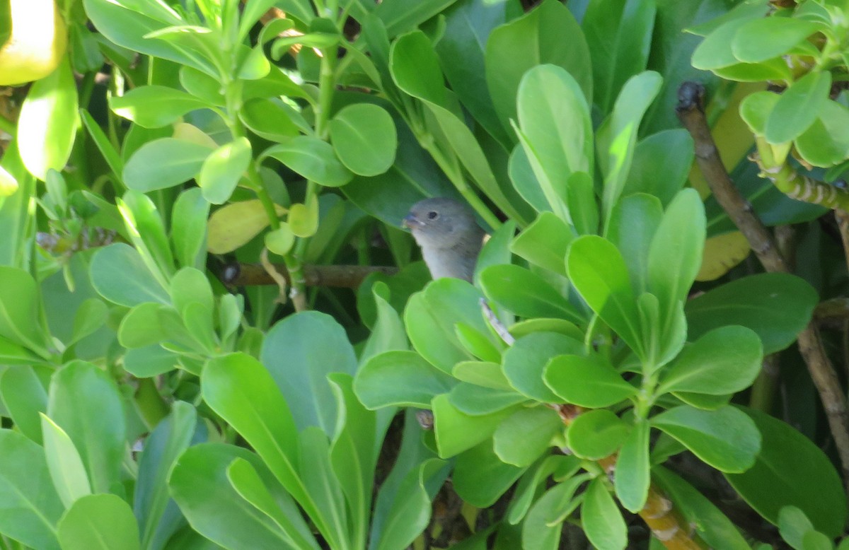 Black-faced Grassquit - ML610361035