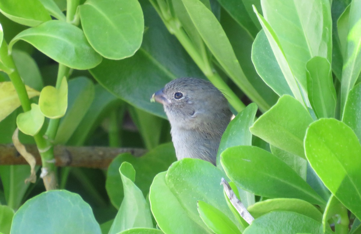 Black-faced Grassquit - ML610361036