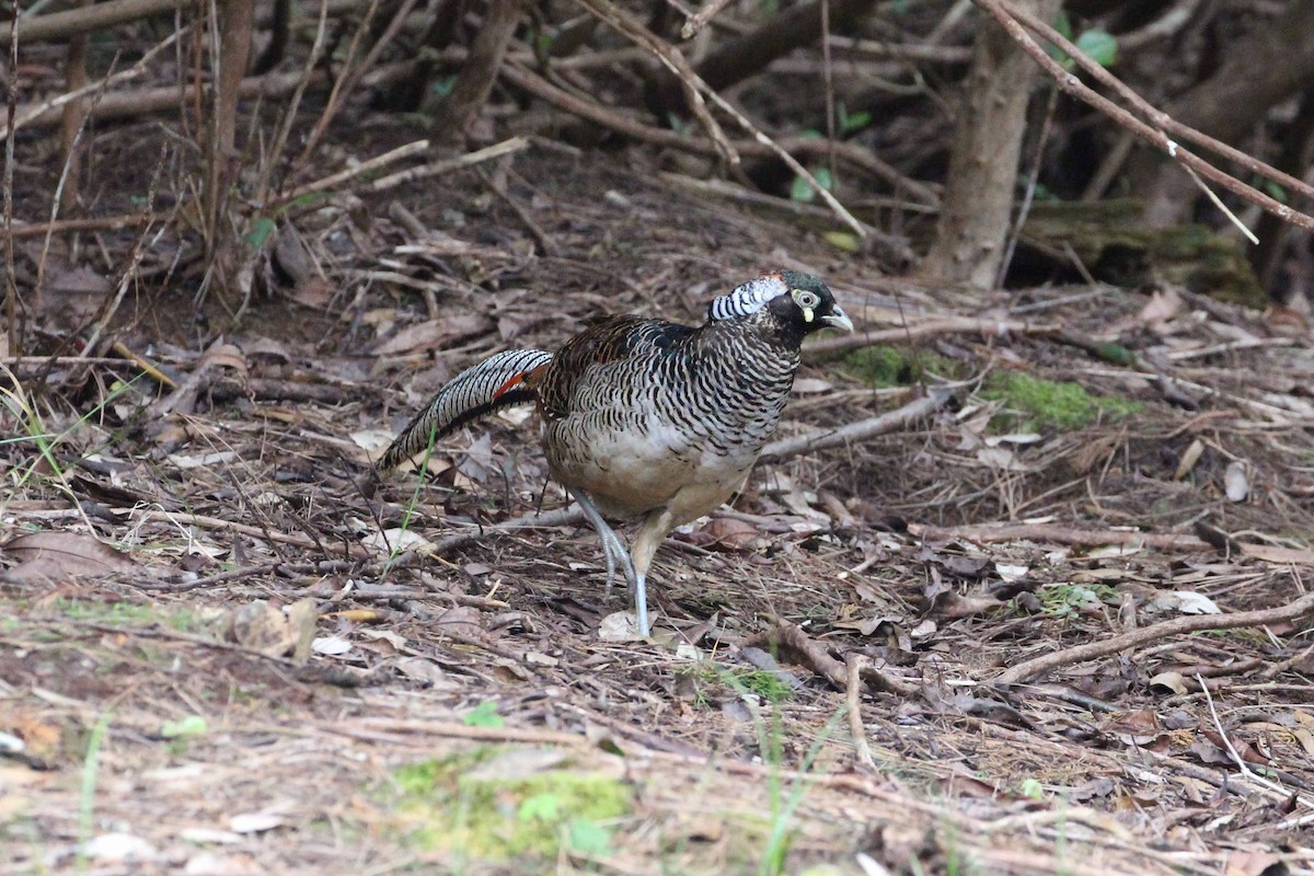 Lady Amherst's Pheasant - ML610361048