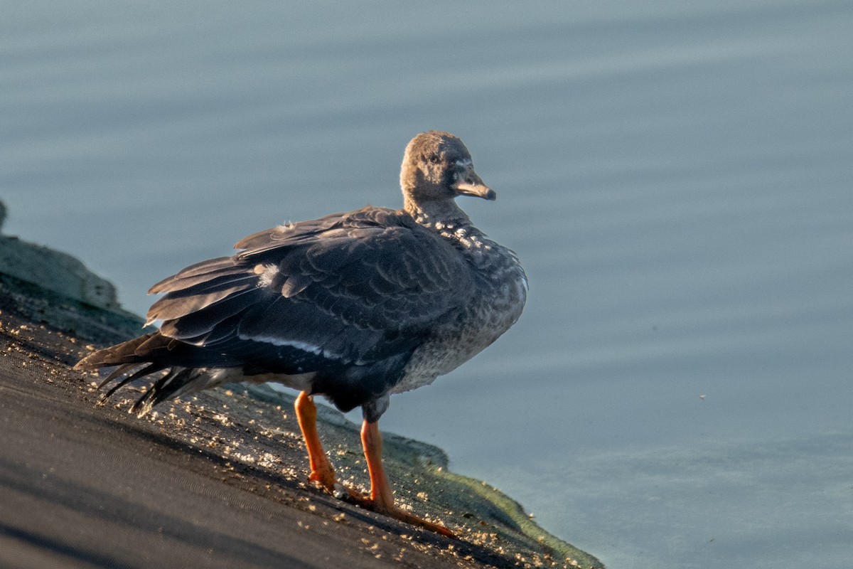 Greater White-fronted Goose - Jeff Bleam