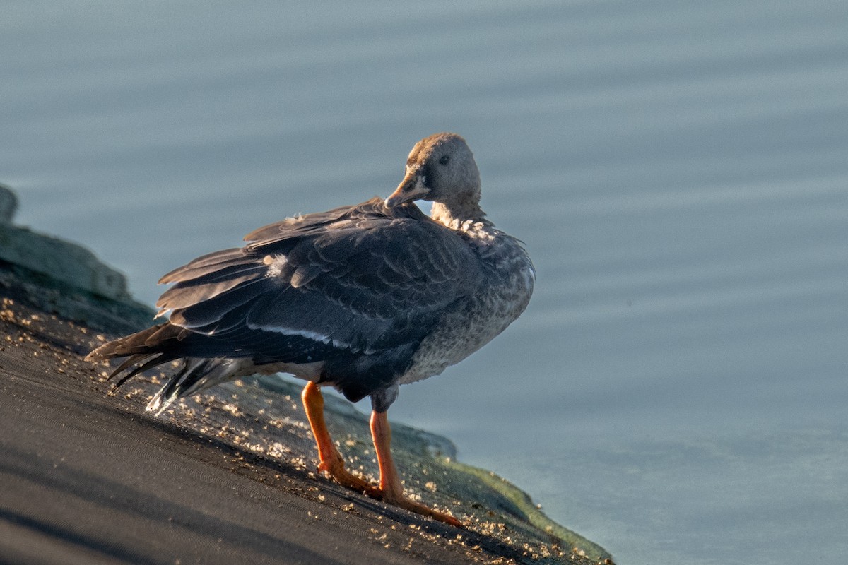 Greater White-fronted Goose - ML610361066