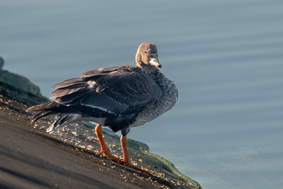 Greater White-fronted Goose - ML610361067