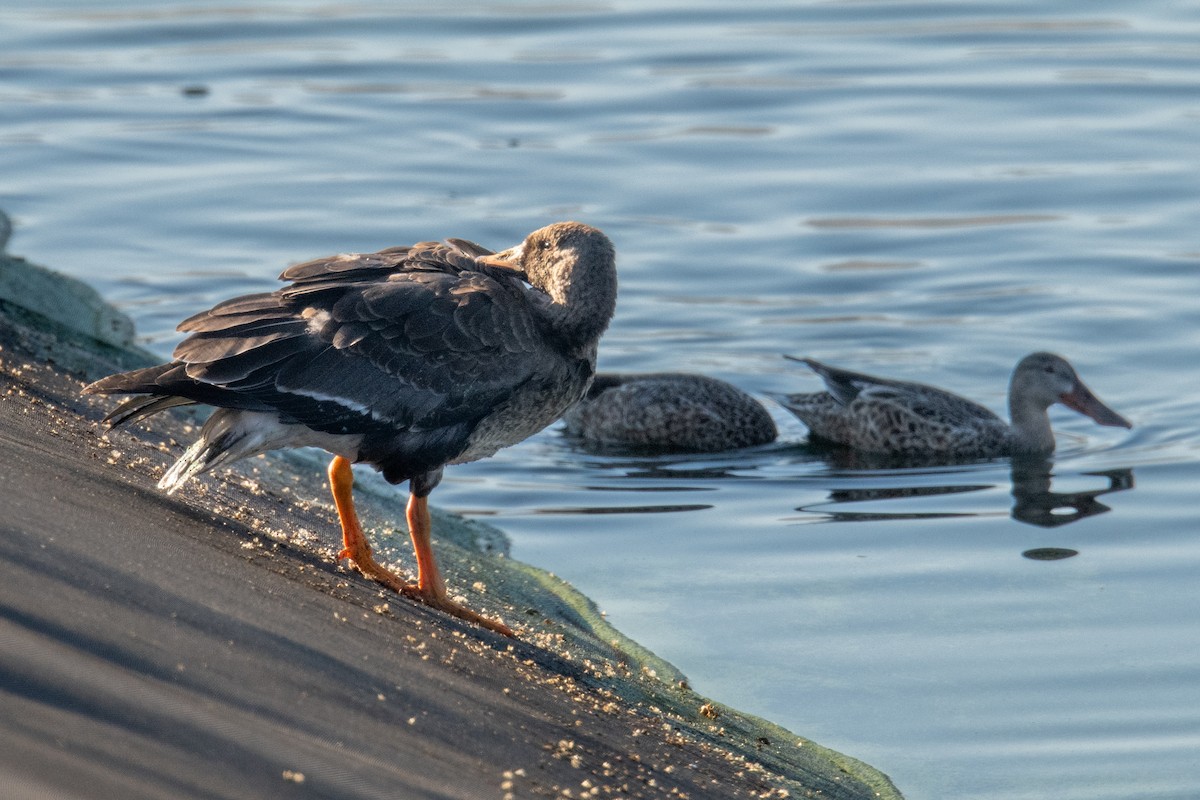 Greater White-fronted Goose - Jeff Bleam