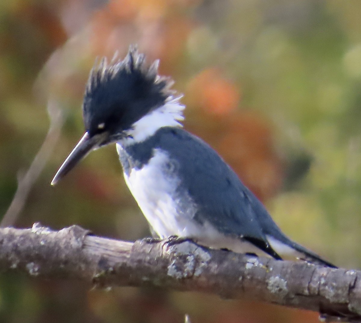 Belted Kingfisher - ML610361080