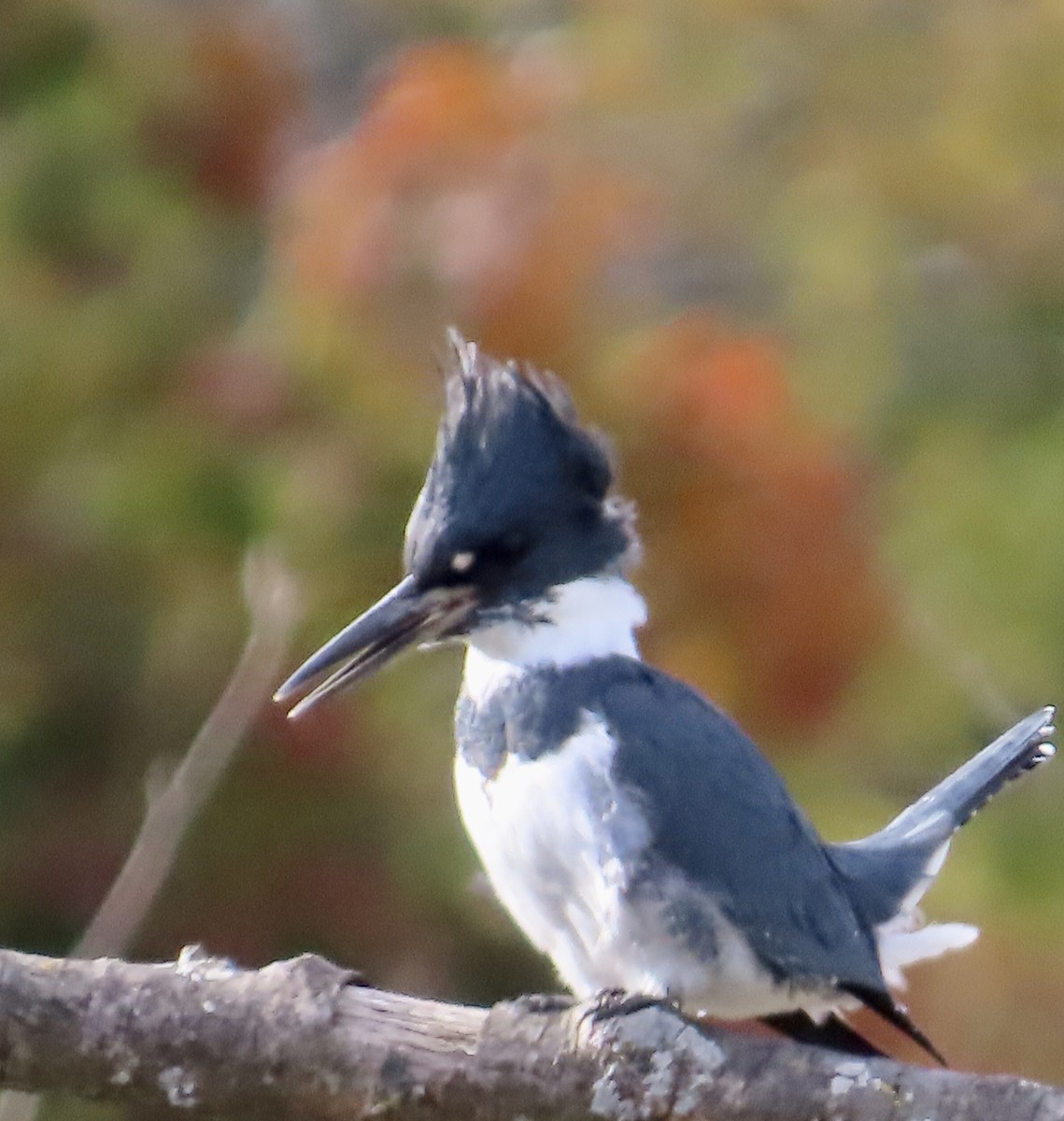 Belted Kingfisher - ML610361081