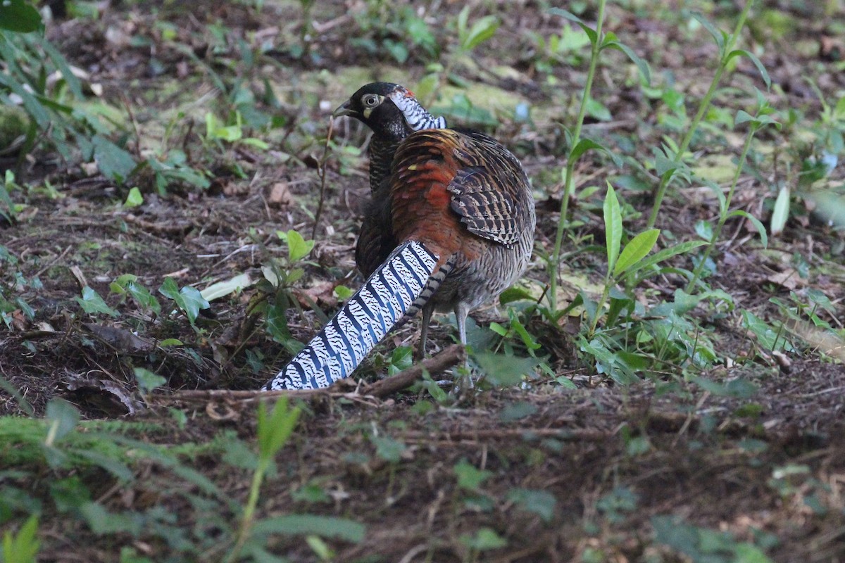 Lady Amherst's Pheasant - ML610361123